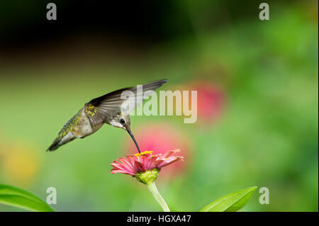 A female Ruby-throated Hummingbird feeds on a Zinnia flower in front of a smooth green background.