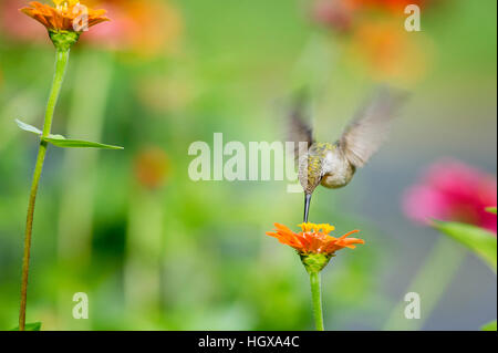 A female Ruby-throated Hummingbird feeds on a Zinnia flower in a garden of flowers.