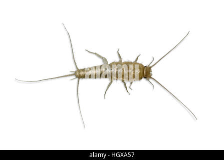 A Silverfish Bristletail isolated over white background (Lepisma saccharina, Lepismatidae family) Stock Photo