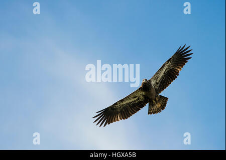 A Juvenile Bald Eagle soars overhead with its wings stretched out against a soft blue sky. Stock Photo