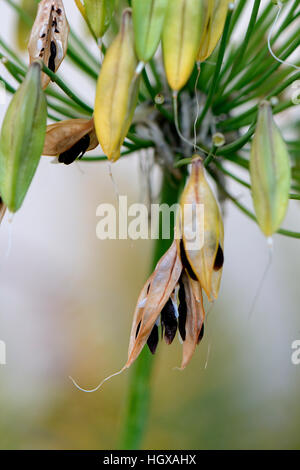 Schmucklilie, Agapanthus africanus, Samenstand Stock Photo
