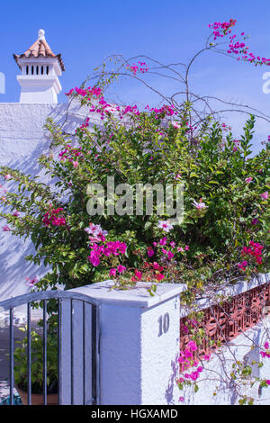Bougainvillea in full bloom, Albufeira, Olhos de Agua, Albufeira, Algarve, Portugal, (Bougainvillea) Stock Photo