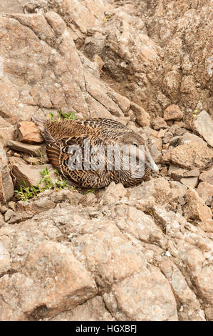 Female common eider duck (Somateria mollissima) sitting on the nest in a rocky shore in Iceland. Stock Photo