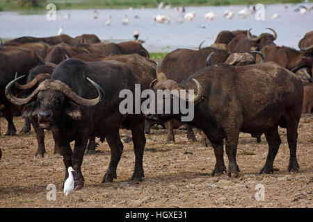 Kaffernbueffel, (Syncerus caffer) Herde und Kuhreiher (Bubulcus ibis),  Lake Manyara Nationalpark, Tansania, Afrika Stock Photo