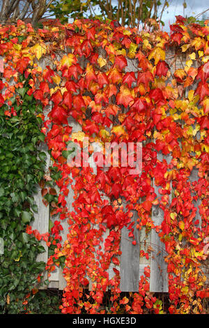 Wilder Wein auch Dreispitzige Jungfernrebe (Parthenocissus tricuspidata