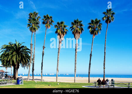 Santa Barbara, California, USA - Palm Trees growing in Shoreline Park along Shoreline Drive and Waterfront Beach Stock Photo