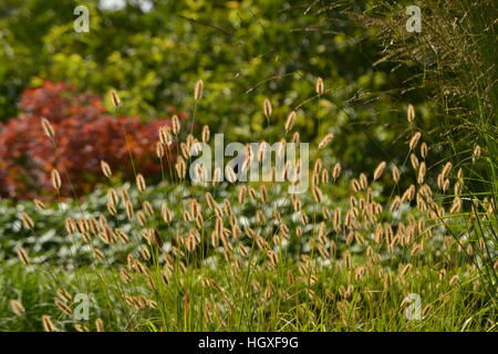 Grasses and greenery at the National Botanical Gardens of Wales Stock Photo
