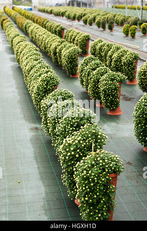 Rows of flowerpots with chrysanthemum flowers growing and blooming on the wet tiled floor of outdoor plantation Stock Photo
