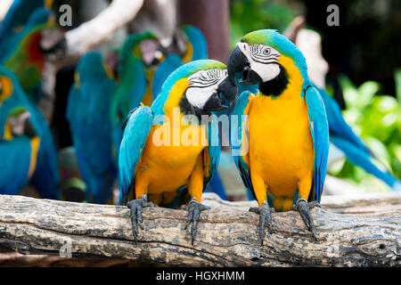 A pair of blue-and-yellow macaws perching at wood branch in jungle. Colorful macaw birds in forest. Stock Photo