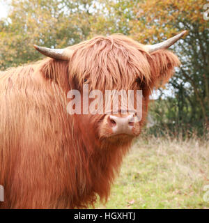 Highland cow in the meadow in autumn Stock Photo