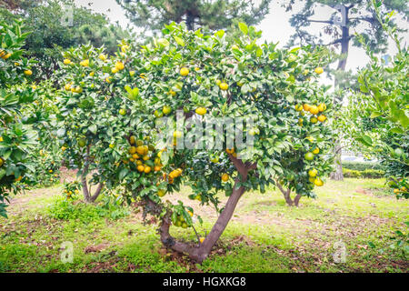 Tangerine orange farm in Jeju island, South Korea Stock Photo