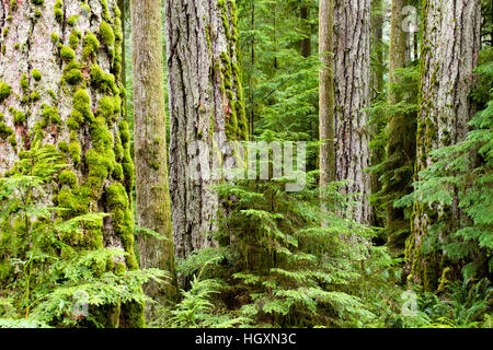 MacMillan Provincial Park is a provincial park on Vancouver Island in British Columbia, Canada. Cathedral Grove. Stock Photo