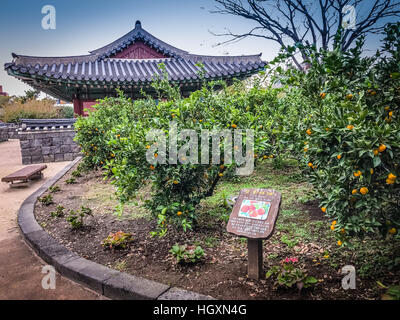 Tangerine orange farm in Jeju island, South Korea Stock Photo