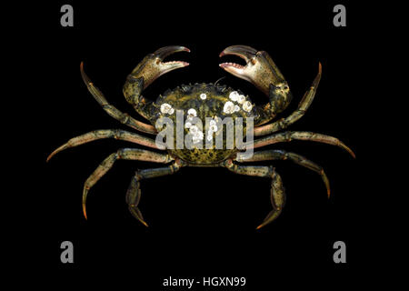 Alive specimen of European invasive crab species. Stock Photo