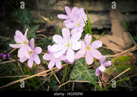 wood anemone grows wild in the undergrowth Stock Photo