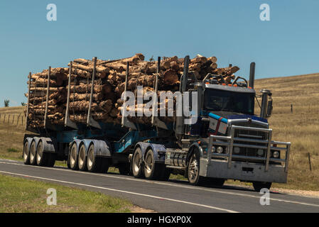 Logging truck carrying load of harvested trees to timber mill Stock Photo