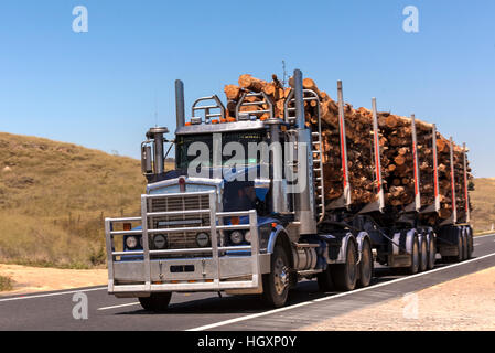 Logging truck carrying load of harvested trees to timber mill Stock Photo