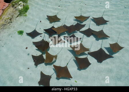cow nose rays swimming in formation Stock Photo