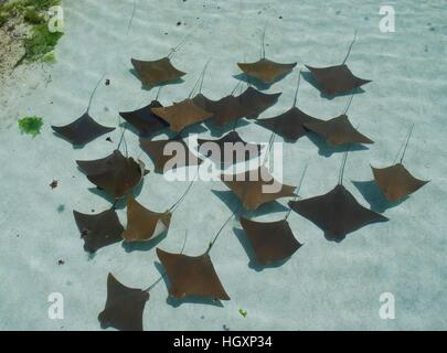 Cow nose rays swimming in formation Stock Photo