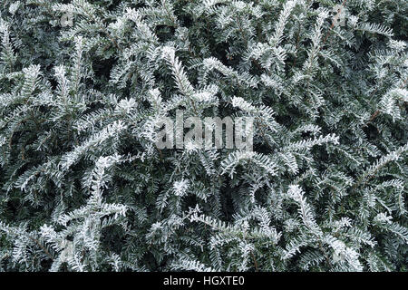 Frozen pine needles on yew tree in winter background Stock Photo