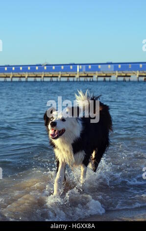 Border collie running in water in front of a covered walkway Stock Photo