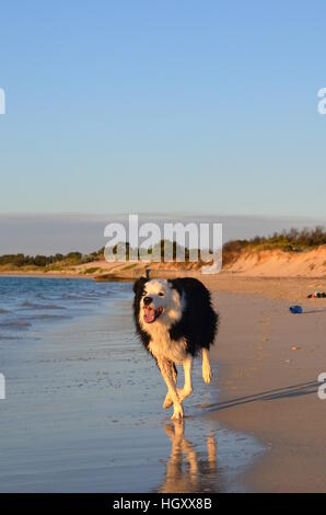 Border collie running along the beach during the sunset Stock Photo