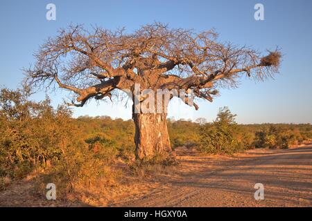 A magnificent Baobab tree on the side of a dust road in Kruger National Park, Mpumalanga. Stock Photo