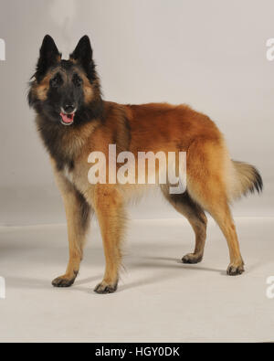 belgian shepherd tervuren Stock Photo
