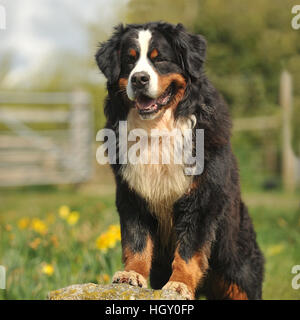 bernese mountain dog Stock Photo