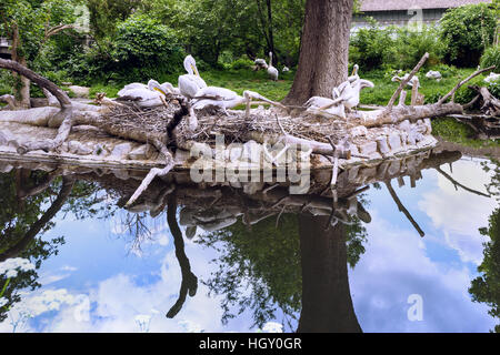 White pelican group at the lake with reflection, pelecanus onocrotalus also known as the eastern white pelican in schonbrunn zoo, vienna, austria Stock Photo