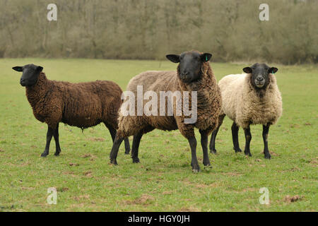 zwartbles x suffolk sheep Stock Photo