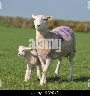 p ewe and lamb Stock Photo