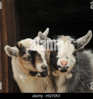 pygmy goat kids Stock Photo