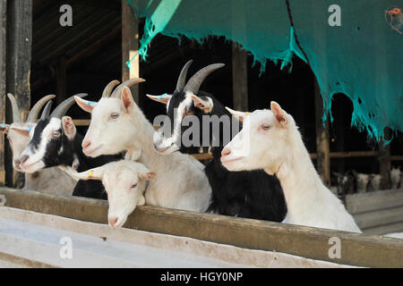 mix of saanen and toggenburg goatlings, male Stock Photo