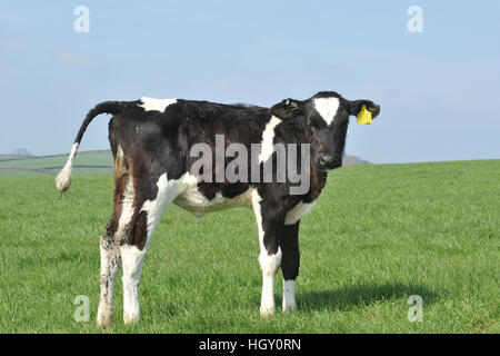 holstein calf Stock Photo