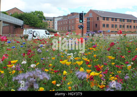 Urban wildflower meadow on a roundabout in the centre of Sheffield, a city in Yorkshire, Northern England UK - summer Stock Photo