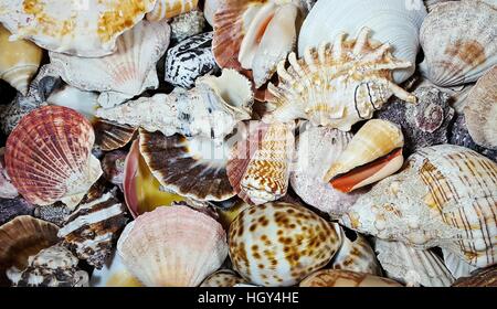 collection of seashells on beach Stock Photo