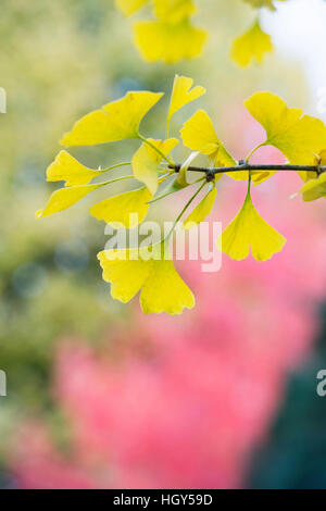 Ginkgo biloba 'Tremonia'. Maindenhair Tree in autumn Stock Photo