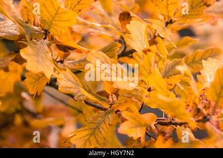 Autumn nature, we can see a whole range of colors, is the perfect time for long walks and outdoor recreation. Stock Photo
