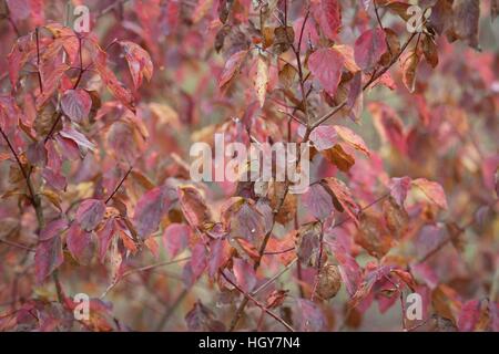 Autumn nature, we can see a whole range of colors, is the perfect time for long walks and outdoor recreation. Stock Photo