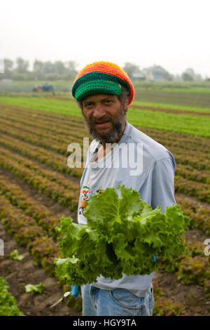 Farmhands harvest organic lettuce at the Harlow Farm in Westminster ...