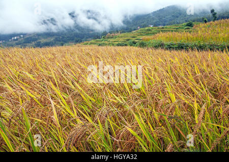 Rice field ready for harvest. Stock Photo