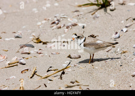 A Piping plover, Charadrius melodus, on Long Beach in Stratford, Connecticut. Adjacent to the Great Meadows Unit of McKinney National Wildlife Refuge. Stock Photo