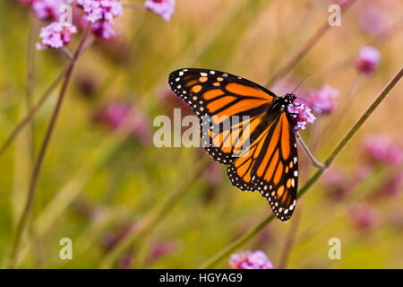 A monarch butterfly in Meredith, New Hampshire. Stock Photo