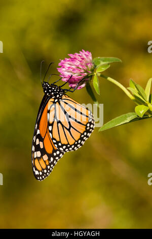 A monarch butterfly, Danaus plexippus, on clover in Grafton, Massachusetts. Stock Photo