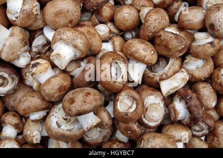 Farm fresh portobello mushrooms displayed for market Stock Photo