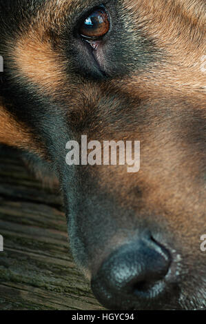 A close up of a dogs face. Stock Photo