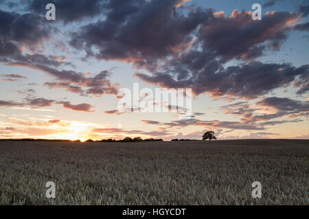 The sun setting over a field of ripened wheat with dramatic cloudscape above near Holdenby in Northamptonshire, England Stock Photo