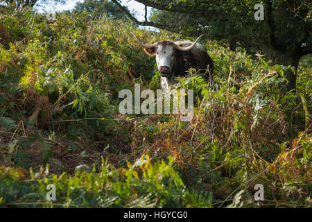 Longhorn cattle grazing amongst the bracken undergrowth at Beacon Hill Country Park, Charnwood Forest, Leicestershire, England Stock Photo