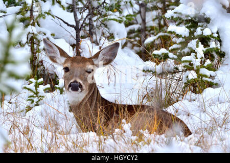 A  White-tailed doe deer{Odocoileus virginianus}  lying in the fresh snow Stock Photo